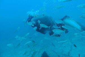 quieto calma submarino mundo com peixe vivo dentro a atlântico oceano foto