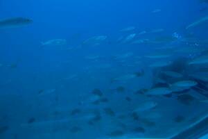 quieto calma submarino mundo com peixe vivo dentro a atlântico oceano foto