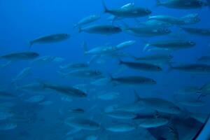 quieto calma submarino mundo com peixe vivo dentro a atlântico oceano foto