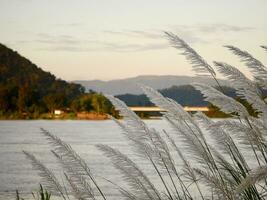 branco Relva flor sopro dentro a vento, tropical floresta tropical, manhã névoa e montanha, a mekong rio tem fluindo água, inverno vento, estético natureza panorama foto