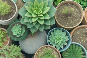 topo Visão uma fechar acima do plantas dentro panelas em uma mesa. fundo. ai generativo pró foto