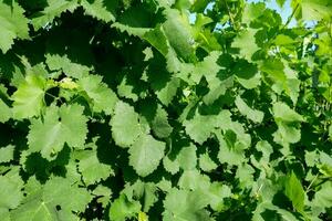 uma Vinhedo com verde folhas e videiras foto