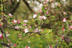 macieira de floração de primavera. ramo de flores rosa macieira foto