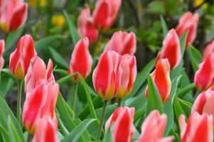 tulipas dentro a Keukenhof botânico jardim, localizado dentro a Holanda, a maior flor jardim dentro a mundo foto