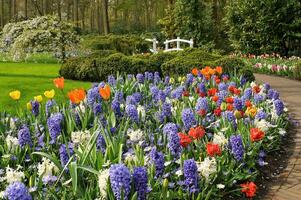 tulipas dentro a Keukenhof botânico jardim, localizado dentro a Holanda, a maior flor jardim dentro a mundo foto