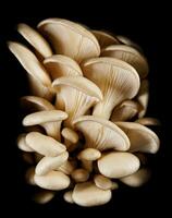 ostra cogumelos, grupo do ostra cogumelos isolado em Preto fundo. foto