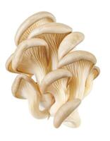 grupo do ostra cogumelos isolado em uma branco fundo. maduro ostra cogumelos. foto