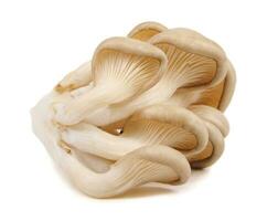grupo do ostra cogumelos isolado em uma branco fundo. maduro ostra cogumelos. foto