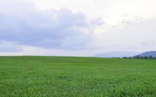 campo de grama verde foto