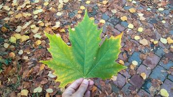 outono. multicolorido bordo folhas mentira em a grama. colorida fundo imagem do caído outono folhas perfeito para sazonal usar foto