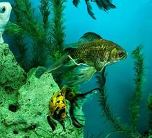 de várias multicolorido brilhante peixe nadar dentro a aquário. aquário com pequeno animais de estimação. foto