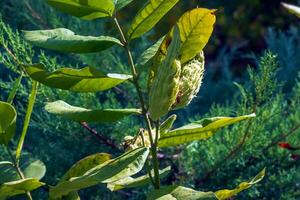 asclepias syriaca vagens com sementes. comum serralha plantar com texturizado verde frutas. selvagem sírio tordo folículos dentro atrasado verão. haste e cápsula do uma perene erva. foto