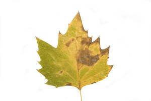 folha de outono em fundo branco foto