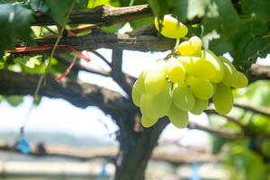 verde uvas com verde folhas fundo em a videira. fresco frutas foto