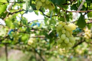 verde uvas com verde folhas fundo em a videira. fresco frutas foto