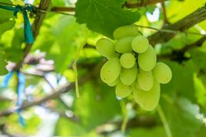 verde uvas com verde folhas fundo em a videira. fresco frutas foto