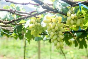 verde uvas com verde folhas fundo em a videira. fresco frutas foto