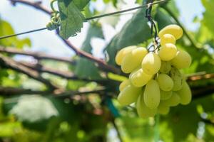 verde uvas com verde folhas fundo em a videira. fresco frutas foto