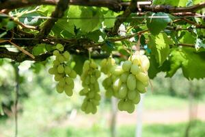 verde uvas com verde folhas fundo em a videira. fresco frutas foto