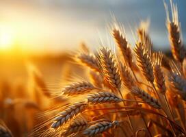 trigo campo orelhas do trigo em embaçado pôr do sol fundo, ai generativo foto