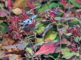 ceratostigma plumbaginoides uma verão outono flor plantar comumente conhecido Como azul floresceu trabalho de liderança foto