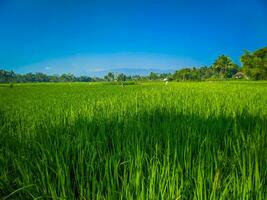 verde natureza panorama com arroz Campos contra azul céu fundo foto