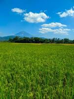 verde arroz plantar dentro arroz campo, com lindo azul céu e montanha fundo dentro cedo manhã foto