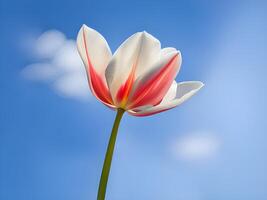 branco tulipa em azul céu fundo foto