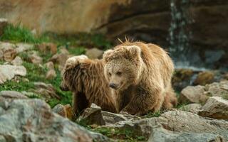 himalaia Castanho Urso dentro jardim zoológico foto