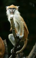 retrato do patas macaco dentro jardim zoológico foto