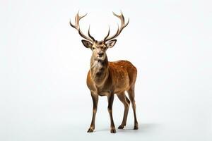 retrato do uma vermelho veado com galhadas em uma branco fundo ai gerado foto