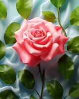 rosa flor suave branco fundo foto