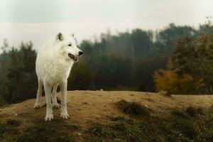 retrato do ártico Lobo dentro outono foto