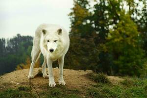 retrato do ártico Lobo dentro outono foto