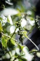 Vagens de grãos de pimenta orgânica crescendo em plantas de videira em Kampot Camboja foto