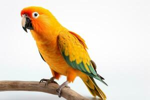 colorida Sol conure, ara solstitialis em branco fundo ai gerado foto