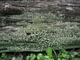 pixie cup líquen cientista. nome cladonia asahinae foto