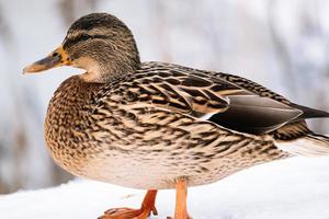 pato selvagem marrom no inverno. caça de patos selvagens. foto