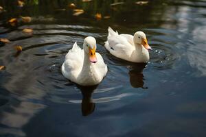 dois branco patos natação dentro uma lago, ai generativo foto