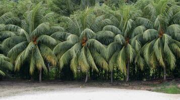 coco árvores estão ordenadamente forrado acima e branco areia de praia dentro frente e floresta fundo. foto