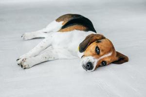 cachorro beagle com coleira amarela dormindo no chão de madeira branca foto