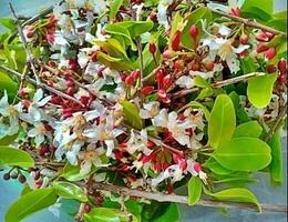 uma grupo do flores com branco e vermelho flores foto