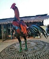 uma galo em pé em uma gramíneo campo foto