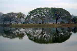 árvores e reflexo foto