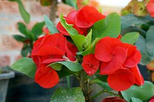 coroa do espinhos plantar é uma floração plantar. a haste tem espinhos. a flores venha dentro cachos do muitos cores. plantio isto às casa vai trazer felicidade, sorte, e dinheiro para seu família. foto