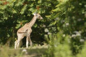 jovem girafa dentro a floresta foto