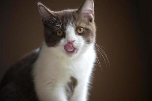 Gatinho fofo gato de pêlo curto britânico isolado em fundo cinza marrom foto