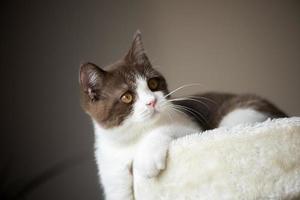 Gatinho fofo gato de pêlo curto britânico isolado em fundo cinza marrom foto