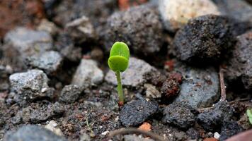 sementes germinadas crescem nas rochas foto