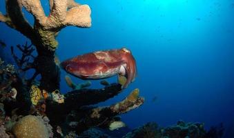 choco gigante em mar aberto foto